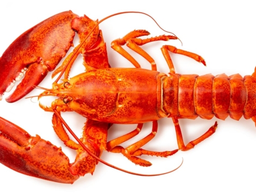 Lobster Mini Season Underway July 30th 2025